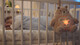 دمية قابلة لإعادة الشحن تصدر صوت وضوء للمساعدة على النوم من تومي تيبي بتصميم الدب بيني image number 4